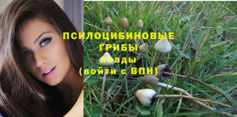 мега   Добрянка  Галлюциногенные грибы Magic Shrooms 